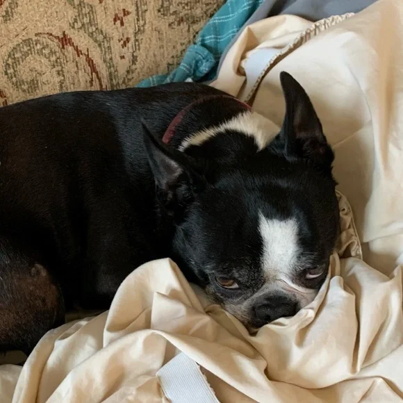 My fur babies and others. Lol. - Picture 14 of 15